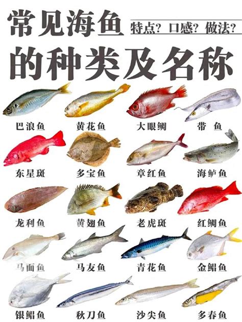 魚 種類